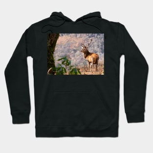 Monarch of the Glen Hoodie